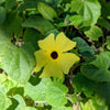 Thunbergia Seeds
