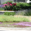 Thyme for a Change – Red Creeping Thyme Seed – photo 4