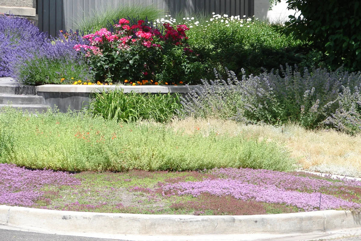 Thyme for a Change – Red Creeping Thyme Seed – photo 4