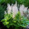 20 HEARTLEAF FOAMFLOWER White & Pink Tiarella Wherryi Coolwort Flower Seeds