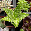 Tiger Tooth Aloe