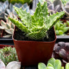 Tiger Tooth Aloe