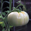 50 WHITE Wonder BEEFSTEAK TOMATO Lycopersicon 1 - 2 lb Fruit Vegetable Seeds