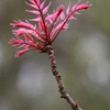 Red Toon (Toona sinensis)