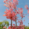 Red Toon (Toona sinensis)