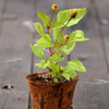 Electric Daisy Toothache Plant (Spilanthes acmella)