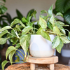 Pothos Ivy Combo 6 Cuttings - 2 Marble Queen, 2 Brazil, 2 N’Joy - Fast-Growing Indoor Plants, Low Light, Air Purifying, Easy Care