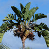 5 GIANT BIRD OF PARADISE Tree Strelitzia Nicolai Wild Banana White Crane Blue Purple Flower Houseplant Seeds