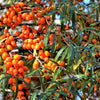 100 SEABERRY Sea Buckthorn Elaeagnus Hippophae Rhamnoides Orange Berry Fruit Shrub Yellow Flower Silver Foliage Seeds