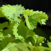 500 WHITE ANISE Pimpinella Anisum HERB Flower Seeds