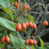 Tree Tomato, Red (Cyphomandra betaceae)