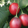 Tree Tomato, Red (Cyphomandra betaceae)