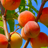 Peach 'Tropic Prince' (Prunus persica)