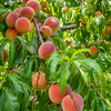 Peach 'Tropic Prince' (Prunus persica)