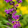 100 MISSOURI IRONWEED Monarch Flower Native Purple Vernonia Missurica Seeds