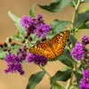 250 PURPLE IRONWEED Prairie Vernonia Fasciculata Flower Seeds
