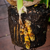 Turmeric, Orange (Curcuma longa)