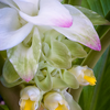 Turmeric, Orange (Curcuma longa)