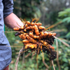 Turmeric, Orange (Curcuma longa)