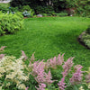 Ultimate Clover Lawn Mix: Low-Maintenance, Eco-Friendly Yard, MicroClover Lawn Seed – photo 2