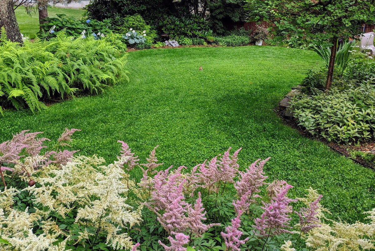 Ultimate Clover Lawn Mix: Low-Maintenance, Eco-Friendly Yard, MicroClover Lawn Seed – photo 2