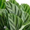 Calathea Concinna 'Freddie'