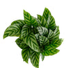 Calathea Concinna 'Freddie'
