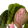 Maranta Red 'Prayer Plant'