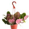 Maranta Red 'Prayer Plant'