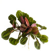Maranta Red 'Prayer Plant'