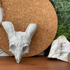 ANIMAL SKULL