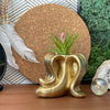 Banana Air Plant Holder