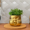 Baby Face Succulent Planter