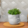 Baby Face Succulent Planter
