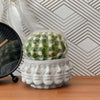 Multi Face Succulent Planter