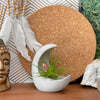 YOUNG MOON AIR PLANT HOLDER