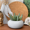 Perfect Succulent Planter