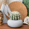Perfect Succulent Planter