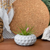 Concave Dots Air Plant Holder | Succulent Planter