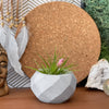 Geometric Air Plant Holder
