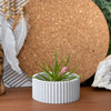 Scandinavian Air Plant Holder | Succulent Planter