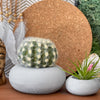 Perfect Succulent Planter