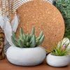 Perfect Succulent Planter