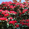 50 MIXED HYBRIDS RHODODENDRON spp. Mixed Colors - Red, Pink, Purple, White, Yellow, Orange Flower Sun or Shade Bush Shrub Seeds