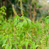 Adaptogen Herb Bundle: Gotu Kola, Skullcap, Ashwagandha, Tulsi