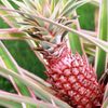 Pineapple Bundle: 'White Jade', 'Variegated Juicy', & 'Elite Gold'