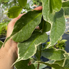 Malay Apple, Variegated (Syzygium malaccense)