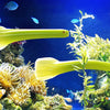 1000 GOLDEN Self-BLANCHING CELERY aka Burpee's or Dwarf Golden Apium Graveolens Dulce Vegetable Seeds