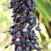 Velvet Bean (Mucuna pruriens)