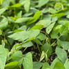 Velvet Bean (Mucuna pruriens)